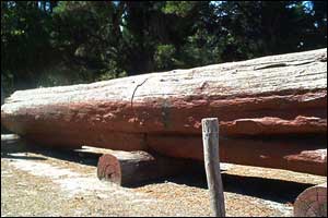 Timber Jarrow Dannys Timber Supplies - Jarrah | jarrah decking | jarrah posts ...